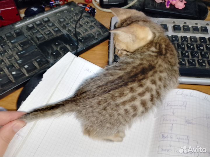 Бенгальские котята