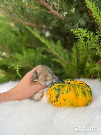 Карликовые кролики Mini Lop и др