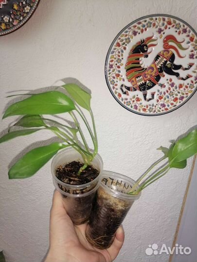 Эпипремнум скелетон кей,филодендрон бурле макс вар