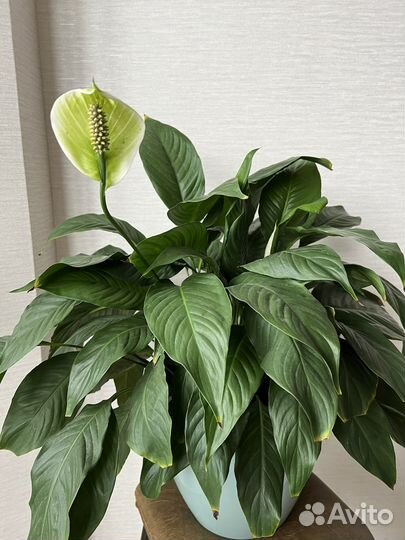 Спатифиллум
