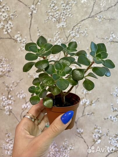 Суккуленты, эхеверии 8 шт