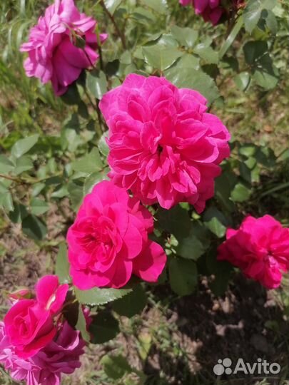 Комнатные цветы розы