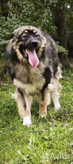Кавказская овчарка метис в добрые руки