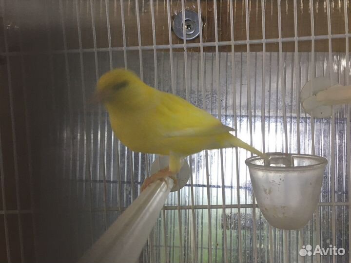 Кенор мальчик поющий