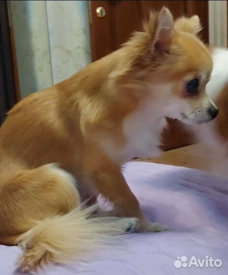 Вязка Чихуахуа