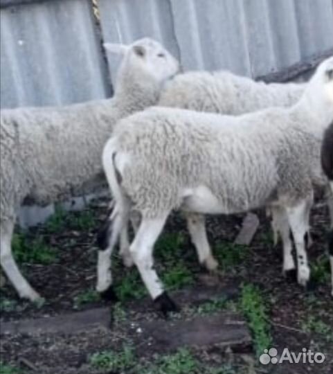 Продам барана и овцу