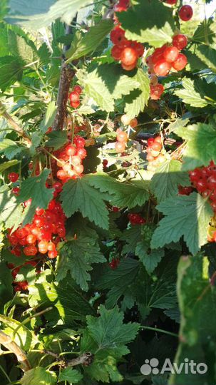 Рассада смородины и крыжовника