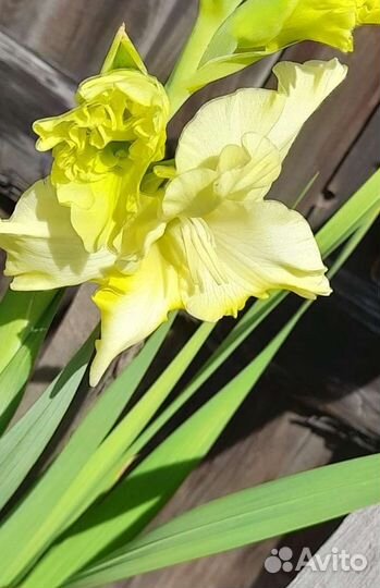 Гладиолусы луковицы