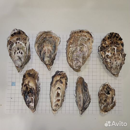 Створки устричных раковин