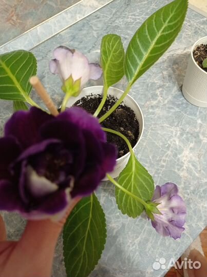 Глоксиния махровая