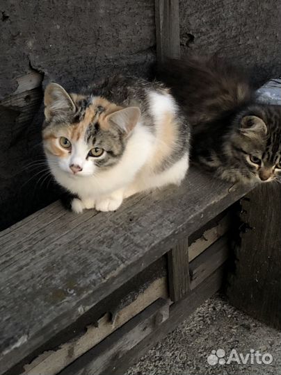 Кошки в добрые руки