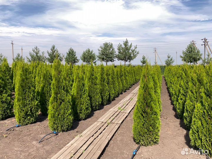 Туя «Смарагд», можжевельник «Блю Эрроу»