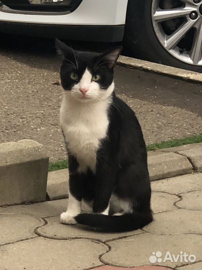 Кот в добрые руки