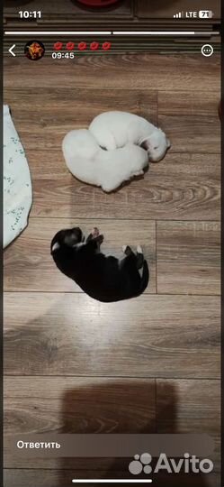 Собака