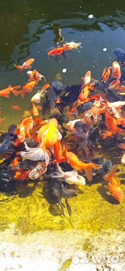 Золотые рыбы