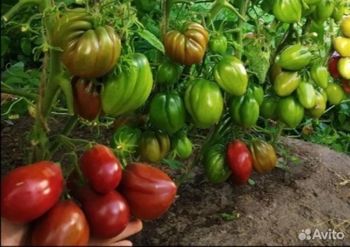 Семена томата Сникерс