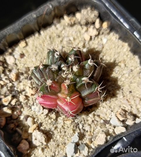 Кактус гимнокалициум вариегатный