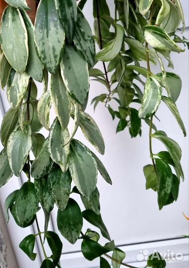 Срезы редких комнатных растений