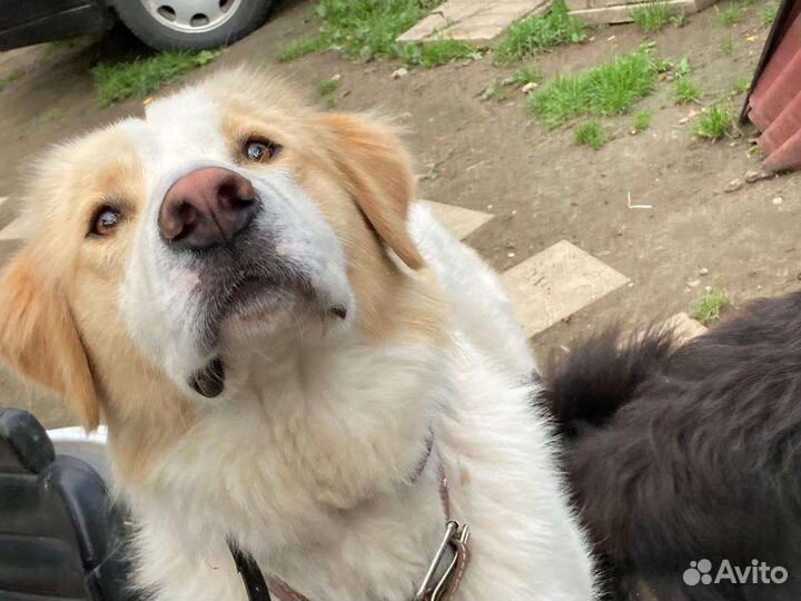 Пушок в добрые ручки