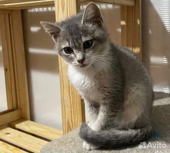 Шотландский котик