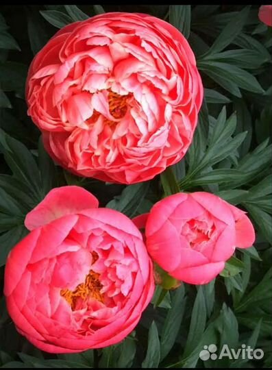 Пионы ито гибриды