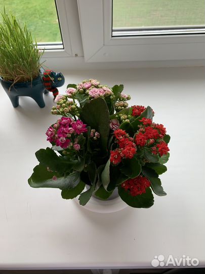 Каланхоэ цветущий