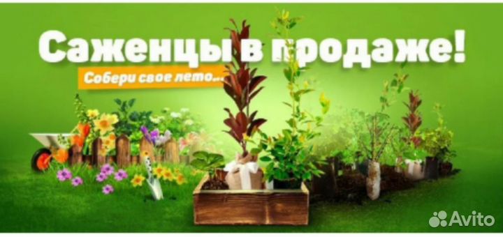 Саженцы плодово-ягодных и декоративных растений