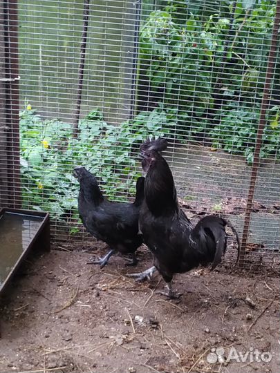 Петухи Ухейилюй иЛакеданзи