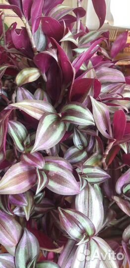 Традесканция зебрина