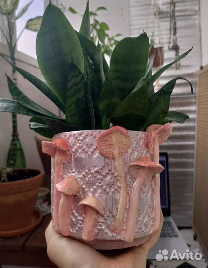 Сансевиерия