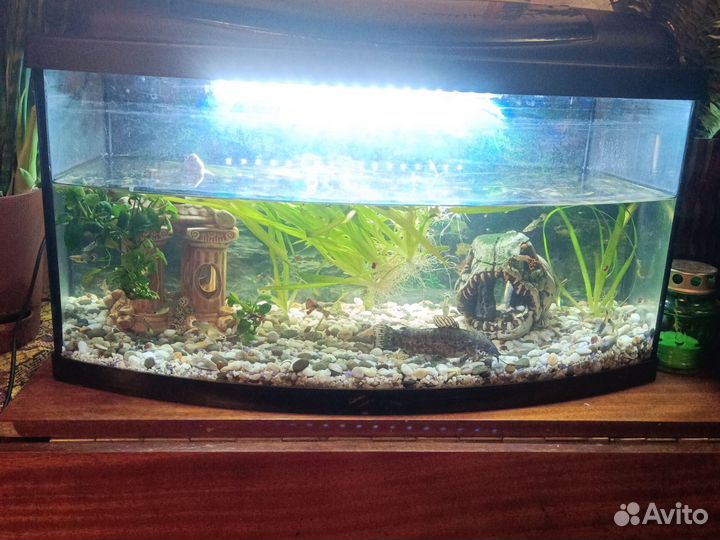 Рыбки+аквариум