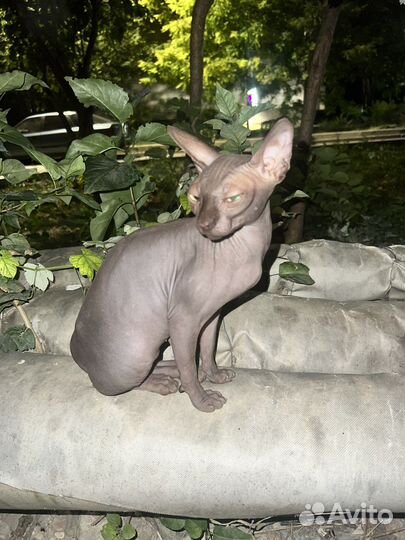 Кошка сфинкс