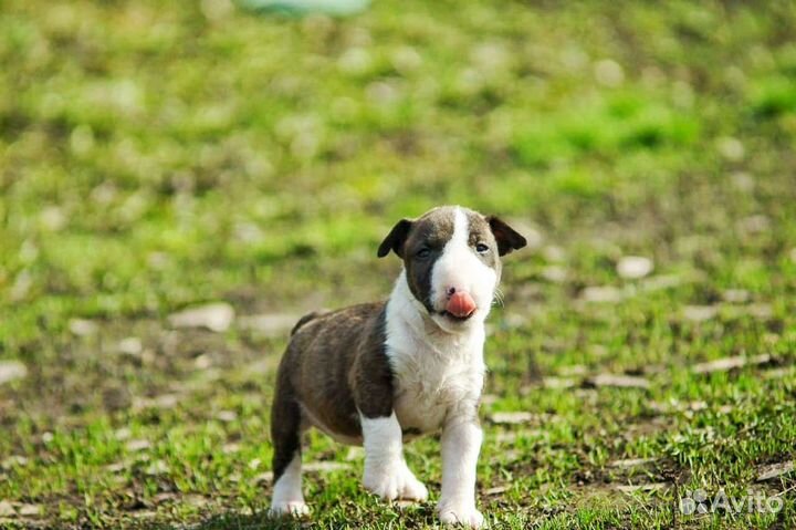 Миниатюрный бультерьер щенки