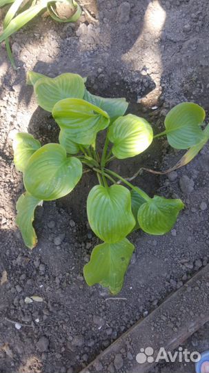 Хоста растение