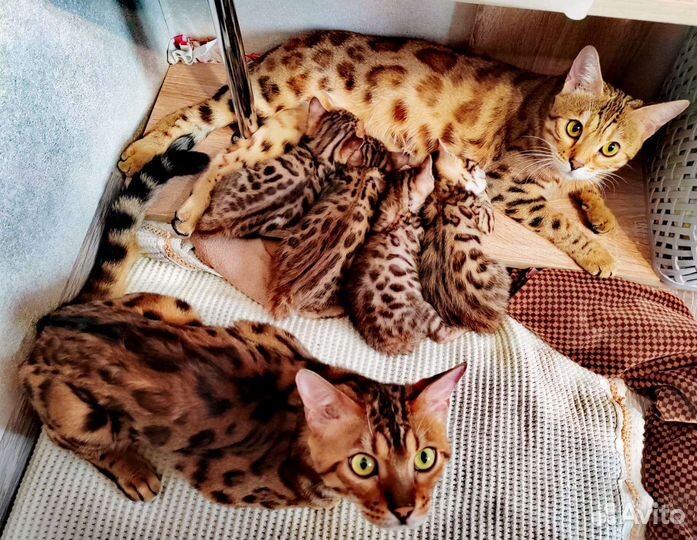Бенгальские котята