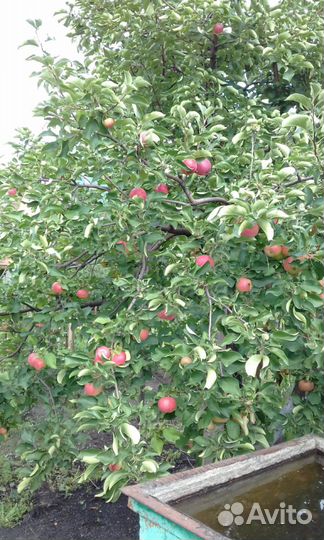 Сок яблочный натуральный