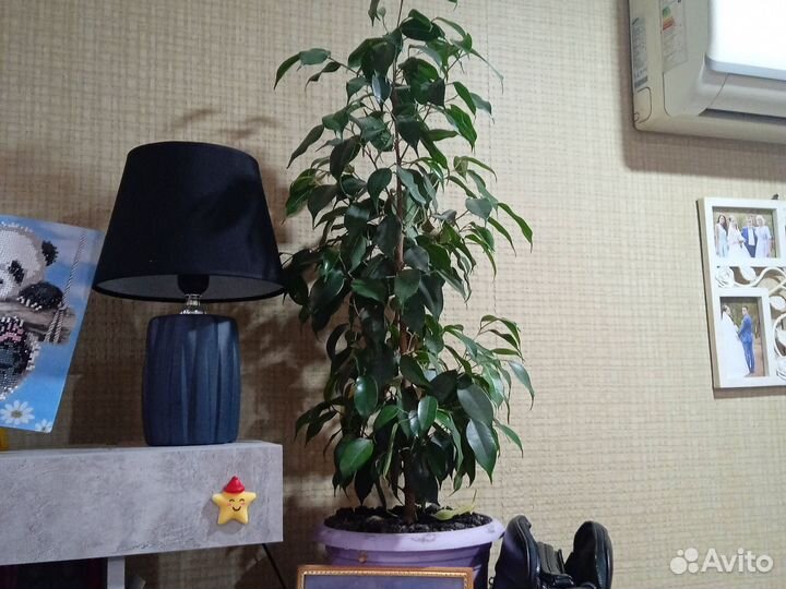 Фикус бенджамина большой