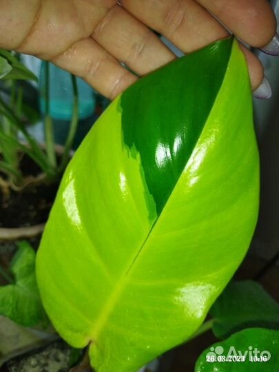 Филодендрон ло спотед