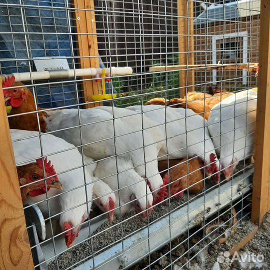 Поилка-кормушка навесная длина 20 см