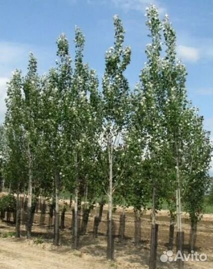 Саженцы липы,березы