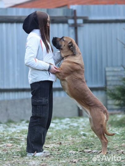 Кинолог Хендлер