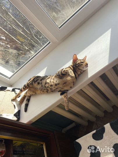Бенгальская кошка