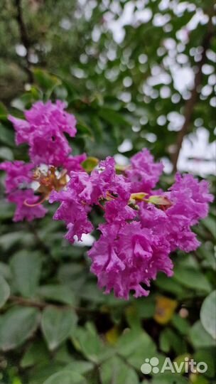 Черенки декоративных растений