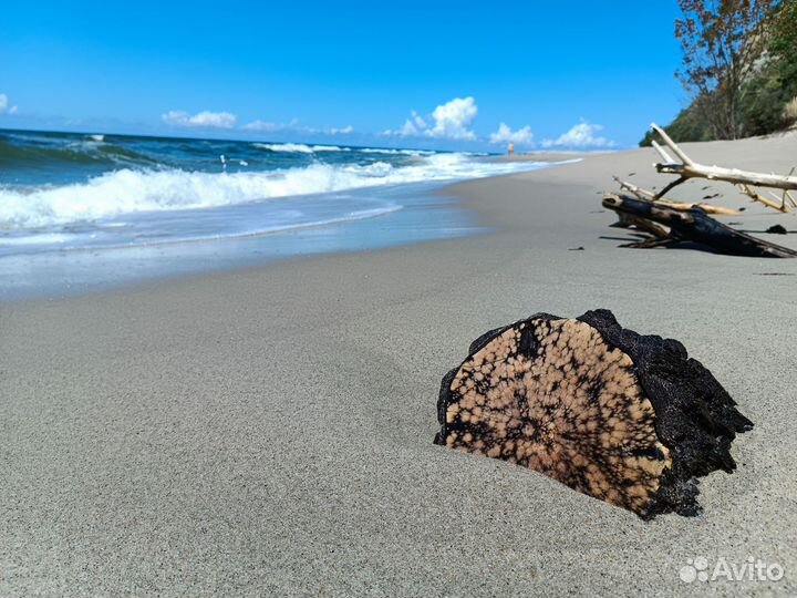 Гид экскурсовод по Калининградской области