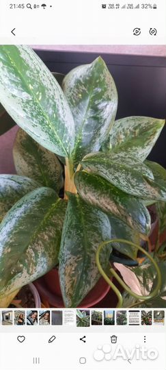 Аглонема Лемон минт