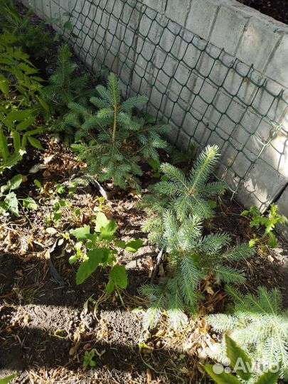 Саженцы ель голубая