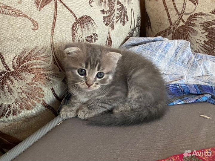 Котенок мальчик 9 недель