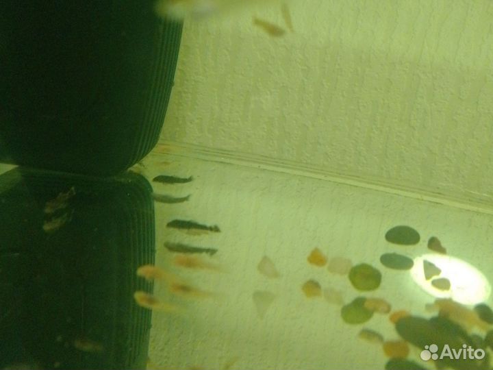 Продам сомиков анциструс мольков 20шт.гуппи.мечено