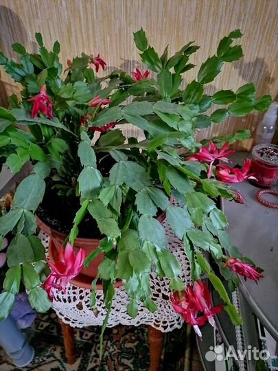 Комнатные цветы,декабрист,фиалка