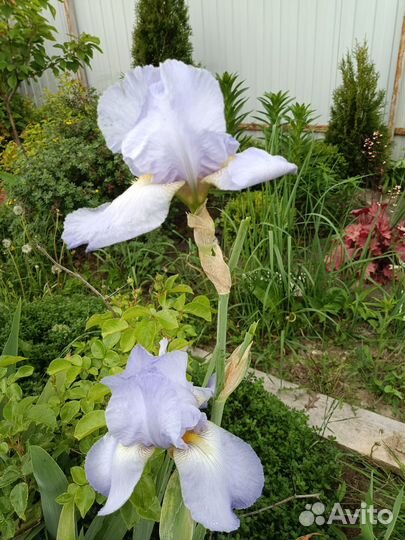 Ирисы германские